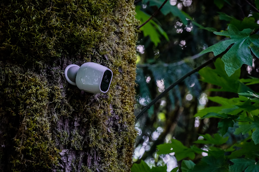 Wireless security camera attached to a tree.