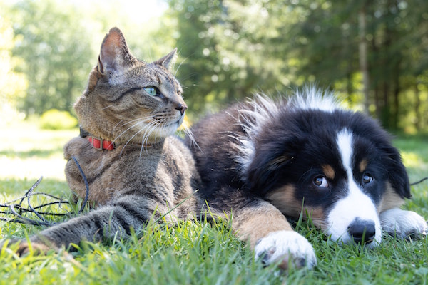A cat and a dog lay in the grass
