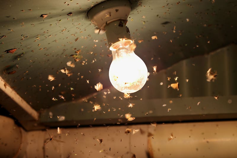 Moths and insects flying around a light globe