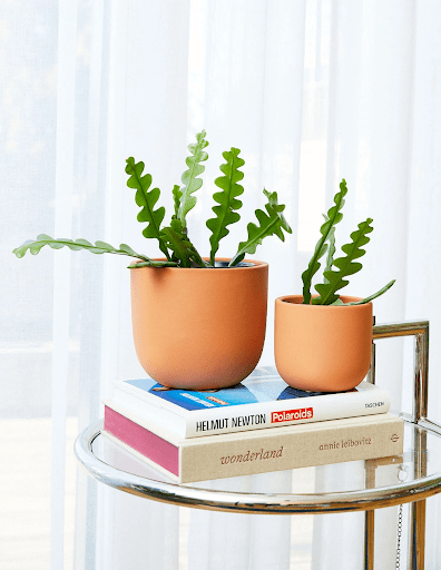 two pot plants on a pile of books