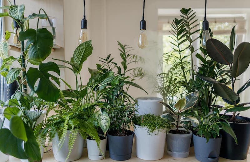 Houseplants sit on a table beneath hanging light fixtures