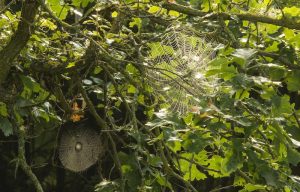 Large spider webs hang in a tree