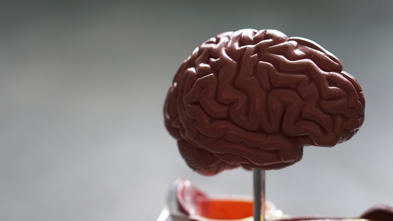 A medical model of a human brain
