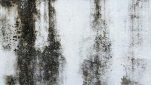 black mold in the wall