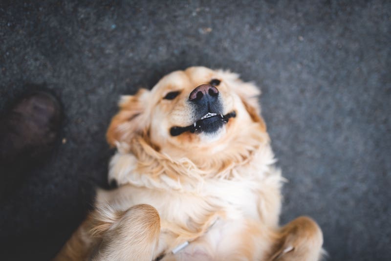 An excited dog eagerly anticipates belly rubs