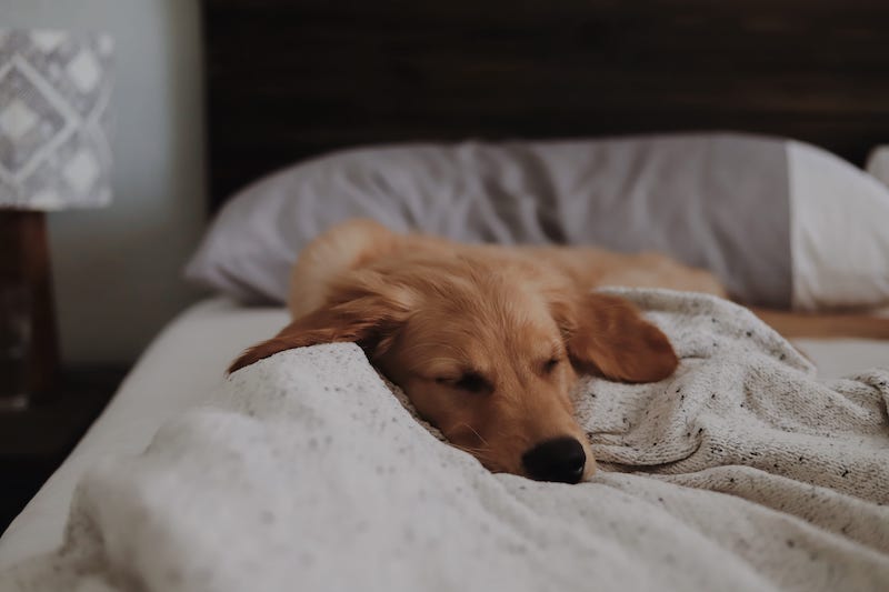 Sleepy brown dog naps on the bed