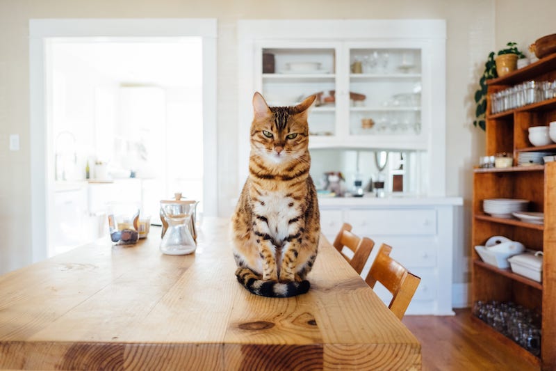 a cat sits on a wooden table