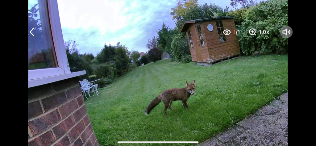 A AlfredCam Plus live feed footage showing a fox standing in the backyard of a brick house.