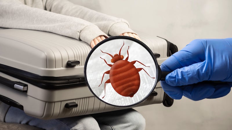 Bedbugs in a suitcase with things.