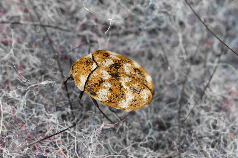 Varied carpet beetle Anthrenus verbasci home and storage pest.