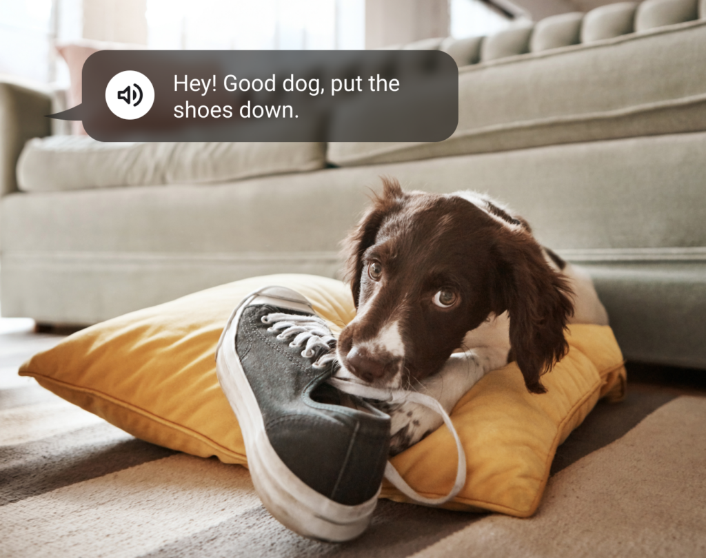 dog eating a shoe