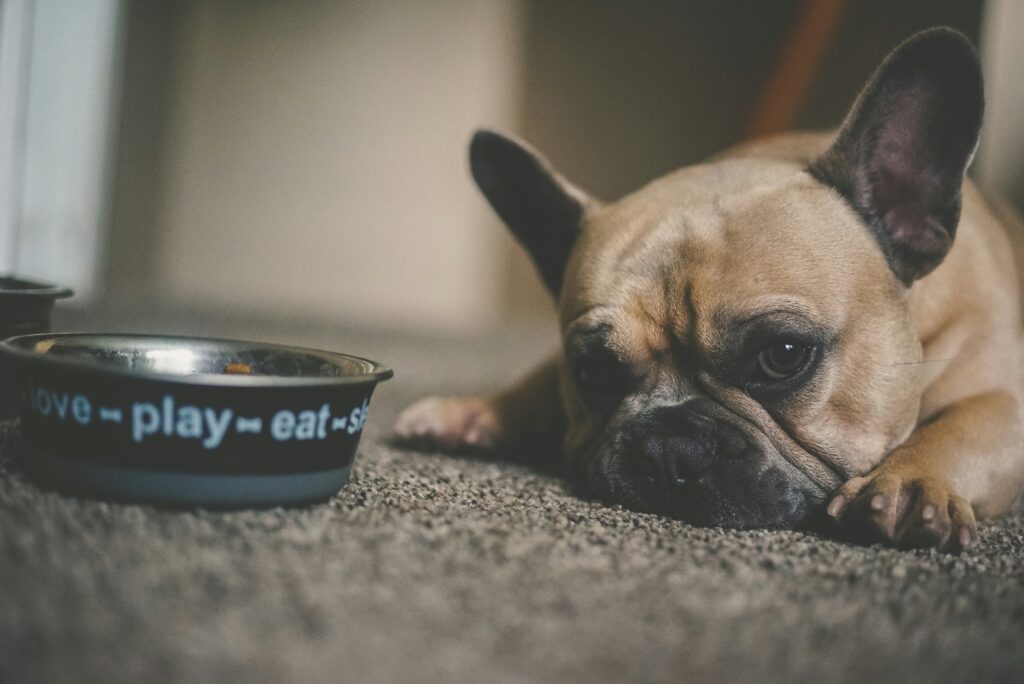 dog laying down with food bowl next to iy